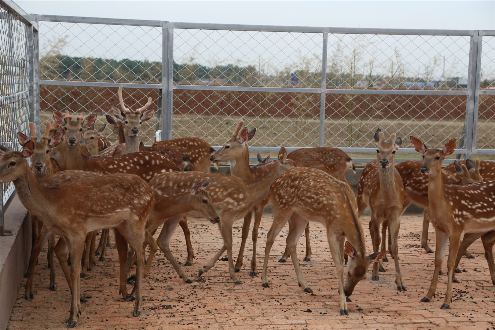 鹿肉好吃吗，鹿肉怎么做？